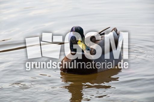 Stockente (5 von 6).jpg